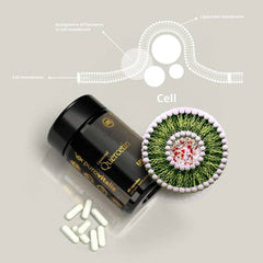 Liposomal Quercetin, 60 Vegan Capsules- Purovitalis - GREEN LIFE CYPRUS